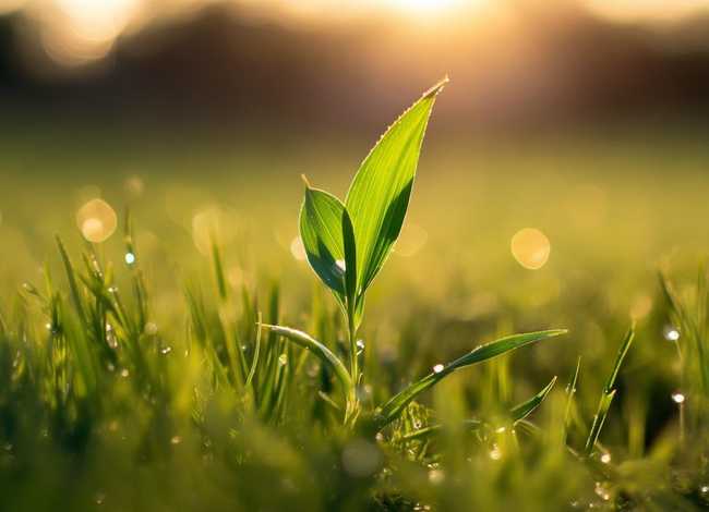 小草简单的小故事 小草简单的小故事怎么写
