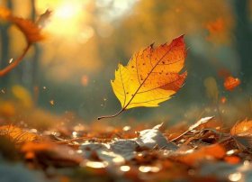 儿童故事里面的会飞的枯叶、会飞的枯叶故事视频