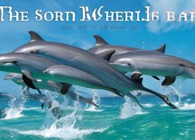 海豚的故事百科（海豚的故事百科全书）