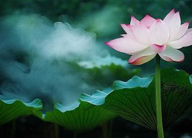 藕的故事完整版视频，莲藕的神话故事