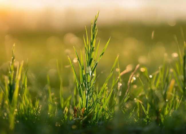 小草简单的小故事 小草简单的小故事怎么写