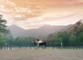 丽江故事完整版、丽江的浪漫故事