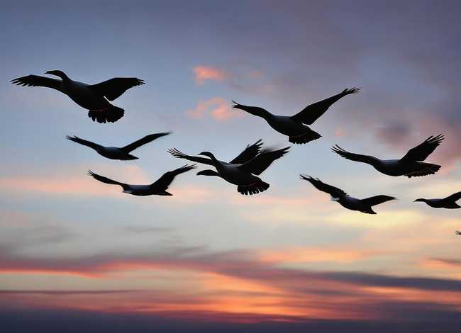 大雁的故事完整版 - 大雁的故事完整版在线观看