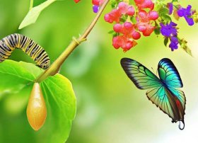 毛毛虫变蝴蝶的故事绘本、毛毛虫变蝴蝶的故事绘本教案