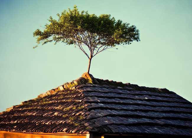 故事屋顶上的树阅读理解分析、屋顶上的小树阅读理解答案 故事屋顶上的树阅读理解分析、屋顶上的小树阅读理解答案