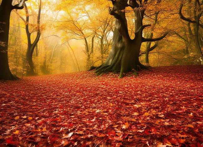秋天的秘密图片、秋天的秘密图片大全 秋天的秘密图片、秋天的秘密图片大全