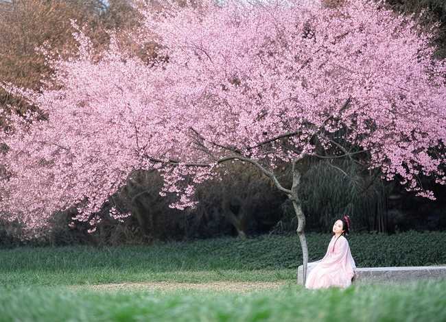 关于桃花的故事简短 关于桃花的故事简短50字