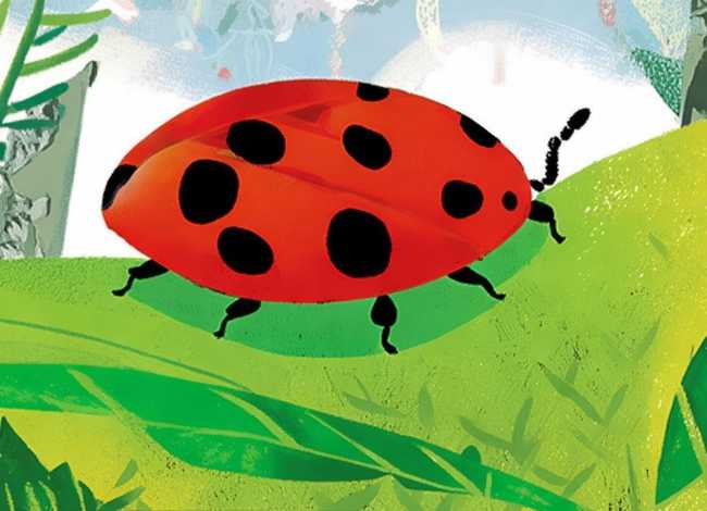 瓢虫的故事绘本,瓢虫的故事绘本故事内容 瓢虫的故事绘本,瓢虫的故事绘本故事内容