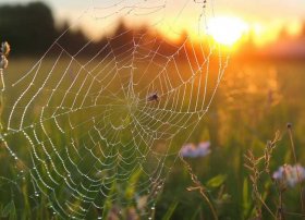 蜘蛛织网的励志故事 - 蜘蛛织网的励志故事简短