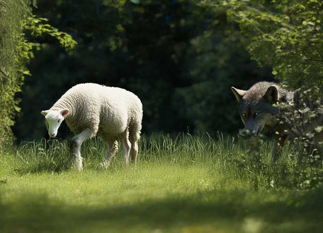 讲故事羊和狼故事(给我讲羊和狼的故事) 讲故事羊和狼故事(给我讲羊和狼的故事)