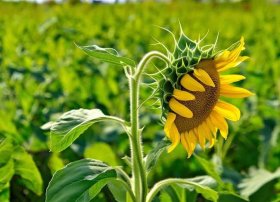 向日葵的故事简短；向日葵的故事简短一点