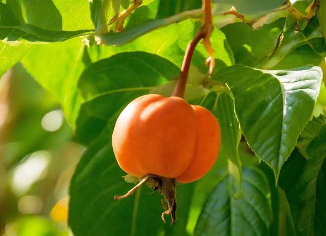 西瓜长虫子视频,西瓜长虫子视频大全 西瓜长虫子视频,西瓜长虫子视频大全