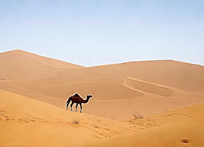 有关沙漠故事、有关沙漠故事的作文 有关沙漠故事、有关沙漠故事的作文