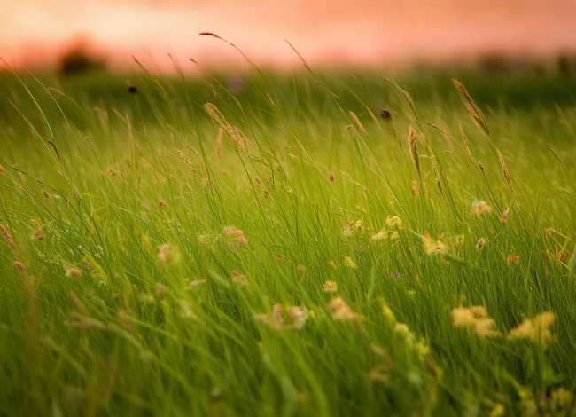 草的童谣(小草的童谣) 草的童谣(小草的童谣)