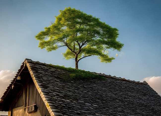 故事屋顶上的树阅读理解分析、屋顶上的小树阅读理解答案 故事屋顶上的树阅读理解分析、屋顶上的小树阅读理解答案