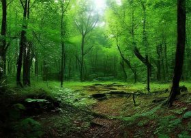 杜鹃鸟的故事音频，杜鹃鸟的故事音频下载