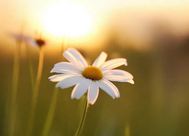 故事的小黄花? 故事的小黄花是哪种花 故事的小黄花? 故事的小黄花是哪种花