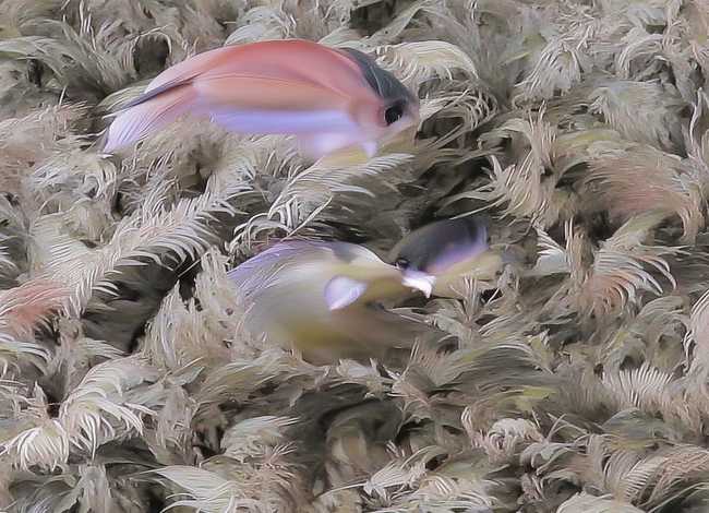 图形小故事、图形小故事手抄报二年级