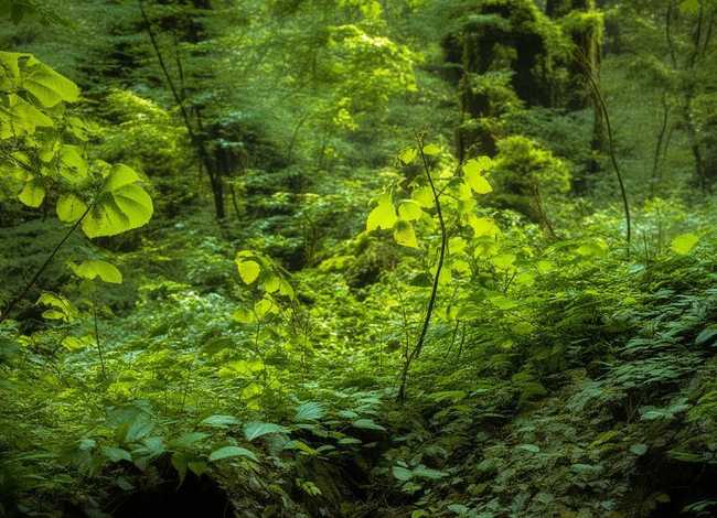 杜鹃鸟幼儿故事大全 杜鹃鸟幼儿故事大全图片