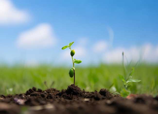 种子的故事告诉我们什么道理 一粒种子的故事告诉我们什么道理