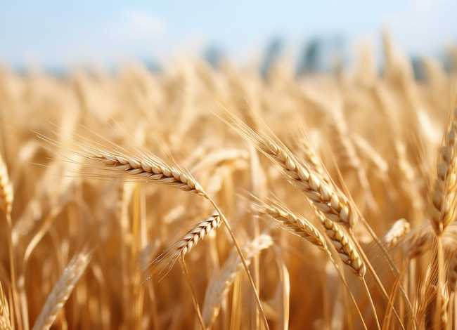 麦穗的故事寓意 - 麦穗的故事寓意和道理