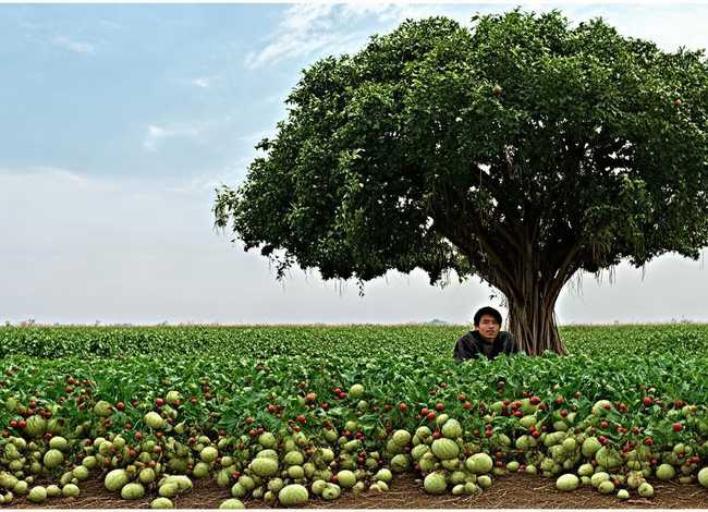 瓜田李下的故事视频 - 瓜田李下讲的是什么故事