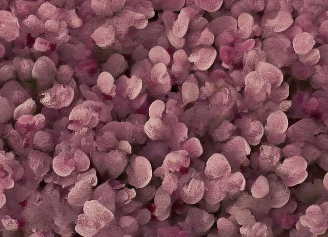 李白的故事和资料 李白的故事和资料50字