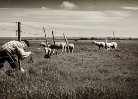 亡羊补牢成语故事ppt（亡羊补牢成语故事告诉我们什么道理）