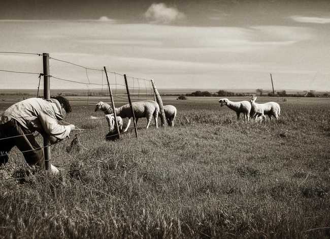 亡羊补牢成语故事ppt（亡羊补牢成语故事告诉我们什么道理）