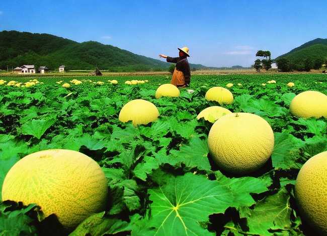 怀仁的瓜(怀仁的瓜在哪看) 怀仁的瓜(怀仁的瓜在哪看)