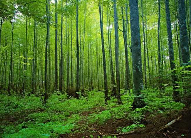 杜鹃鸟的故事大全 杜鹃鸟的故事大全图片 杜鹃鸟的故事大全 杜鹃鸟的故事大全图片