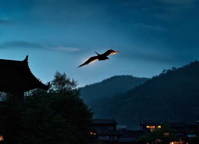 燕子的小故事、关于燕子的小故事