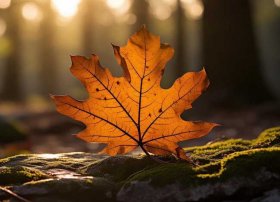 一片树叶的故事、一片树叶的故事观后感