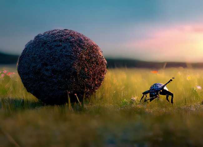 屎壳郎的小故事（屎壳郎的故事大全）