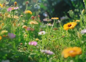 3-6岁儿童小蜗牛故事；小蜗牛的故事 幼儿园