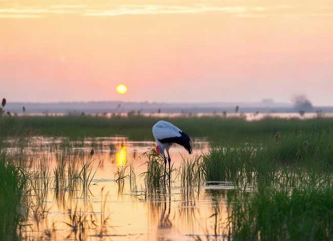 丹顶鹤故事 - 丹顶鹤故事原唱