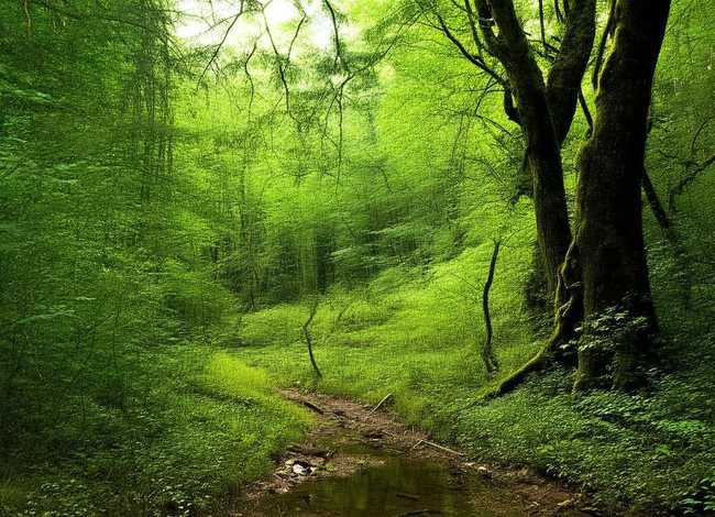 杜鹃鸟的故事大全 杜鹃鸟的故事大全图片 杜鹃鸟的故事大全 杜鹃鸟的故事大全图片