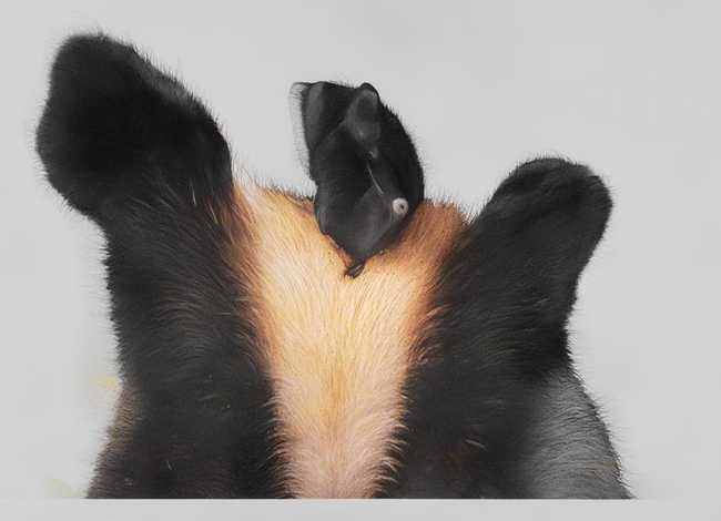 诚实守信故事100例简短（诚实守信故事100例简短50字）