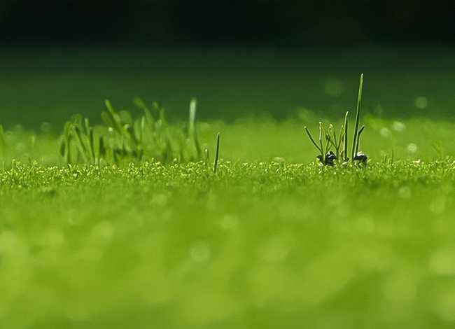 儿童故事蜗牛骑士，蜗牛骑士的故事内容简介