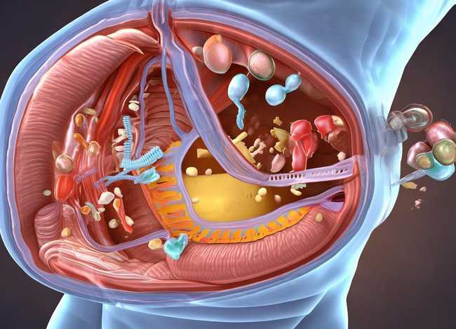 消化的过程，蛋白质被消化的过程