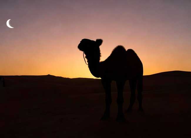 骆驼故事睡前故事、骆驼故事睡前故事在线听