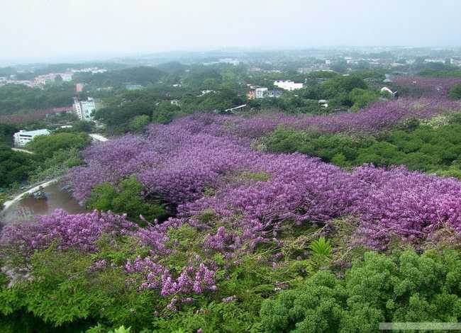 天鹅湖讲了什么故事 天鹅湖讲了什么故事20字 天鹅湖讲了什么故事 天鹅湖讲了什么故事20字