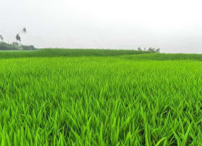 三年级寓言故事思维导图、三年级寓言故事思维导图稻草人