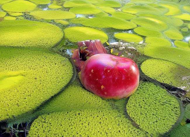 苏轼故事简短，苏轼故事简短100字左右