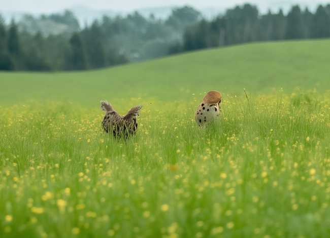 儿童故事小蜗牛去看花 小蜗牛去看花故事图片
