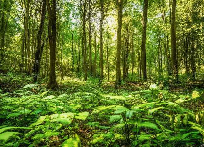 杜鹃鸟的故事视频故事（杜鹃鸟的故事 视频）