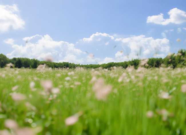 儿童故事小蜗牛去看花 小蜗牛去看花故事图片