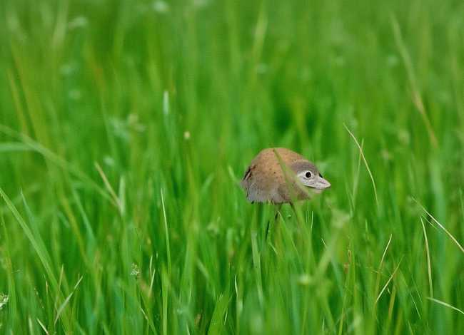 儿童睡前故事小蜗牛找吃的；小蜗牛找好吃的幼儿绘本故事读后感
