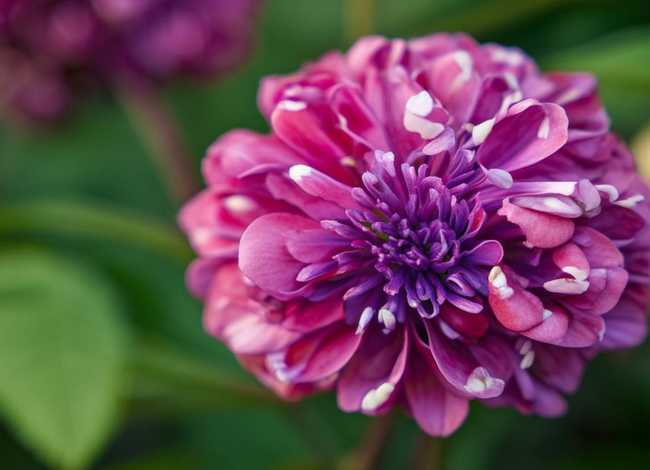 花朵故事视频 花朵故事视频素材