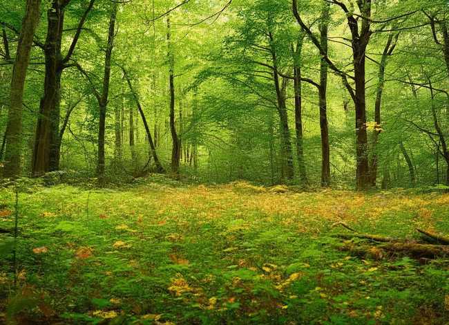 杜鹃鸟的故事视频故事（杜鹃鸟的故事 视频）